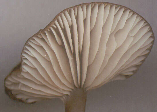 Image of Entoloma huijsmanii Noordel. 1984