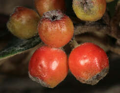 صورة Cotoneaster sternianus (Turrill) Boom