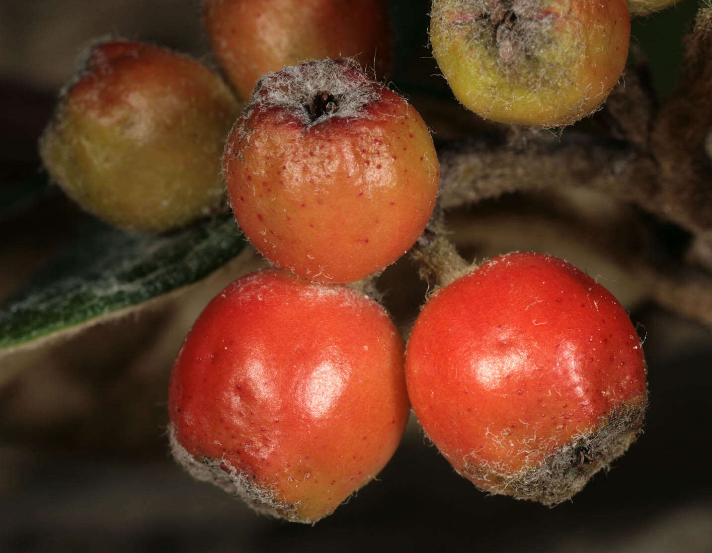 صورة Cotoneaster sternianus (Turrill) Boom