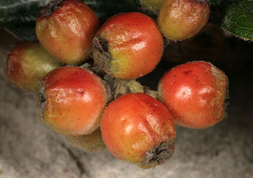 صورة Cotoneaster sternianus (Turrill) Boom