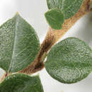 Image of rockspray cotoneaster