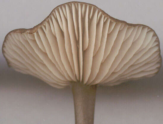 Image of Entoloma huijsmanii Noordel. 1984