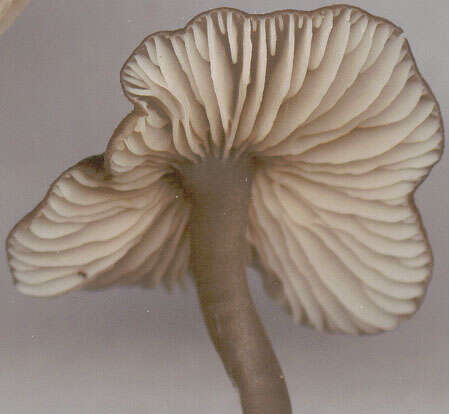 Image of Entoloma huijsmanii Noordel. 1984