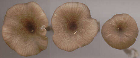 Image of Entoloma huijsmanii Noordel. 1984