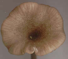 Image of Entoloma huijsmanii Noordel. 1984