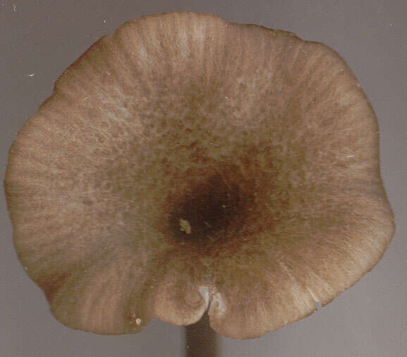 Image of Entoloma huijsmanii Noordel. 1984