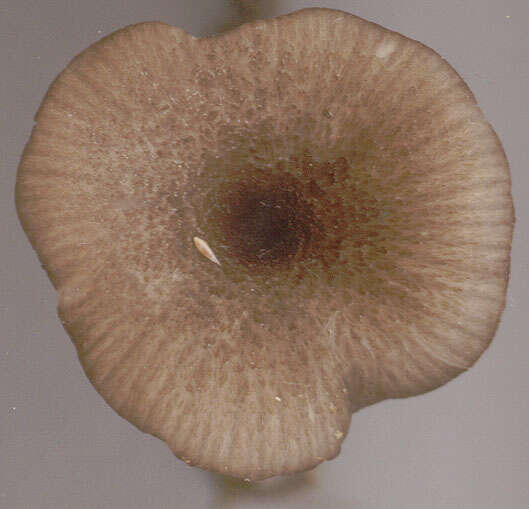 Image of Entoloma huijsmanii Noordel. 1984