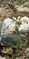 Image of red bartsia