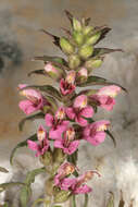 Image of red bartsia