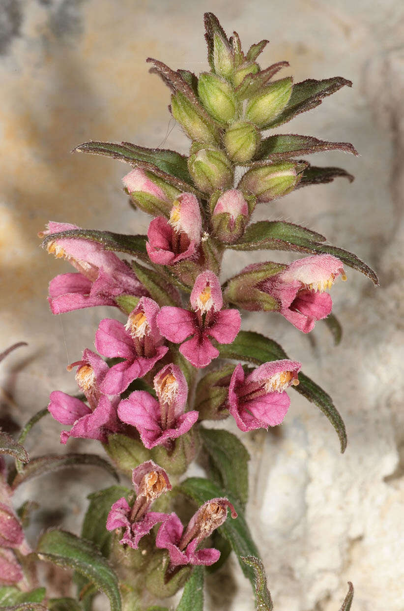 Image of red bartsia