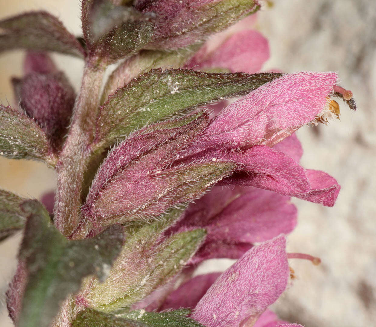 Image of red bartsia