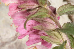 Image of red bartsia