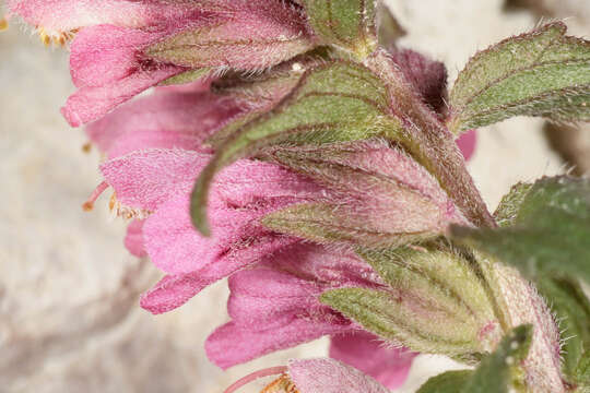 Image of red bartsia