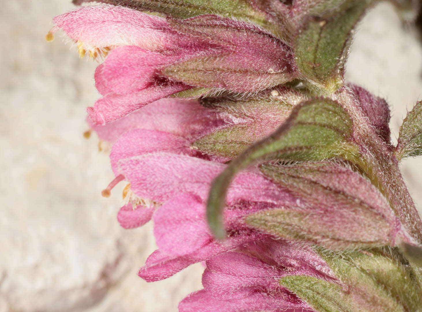 Image of red bartsia