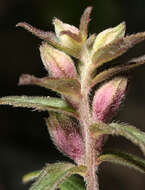 Image of red bartsia