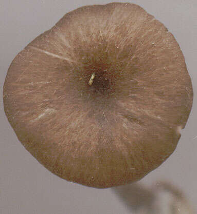 Image of Entoloma huijsmanii Noordel. 1984