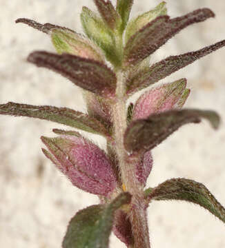 Image of red bartsia