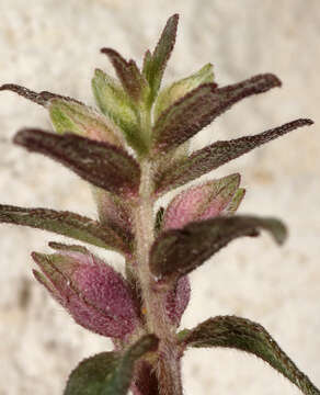 Image of red bartsia