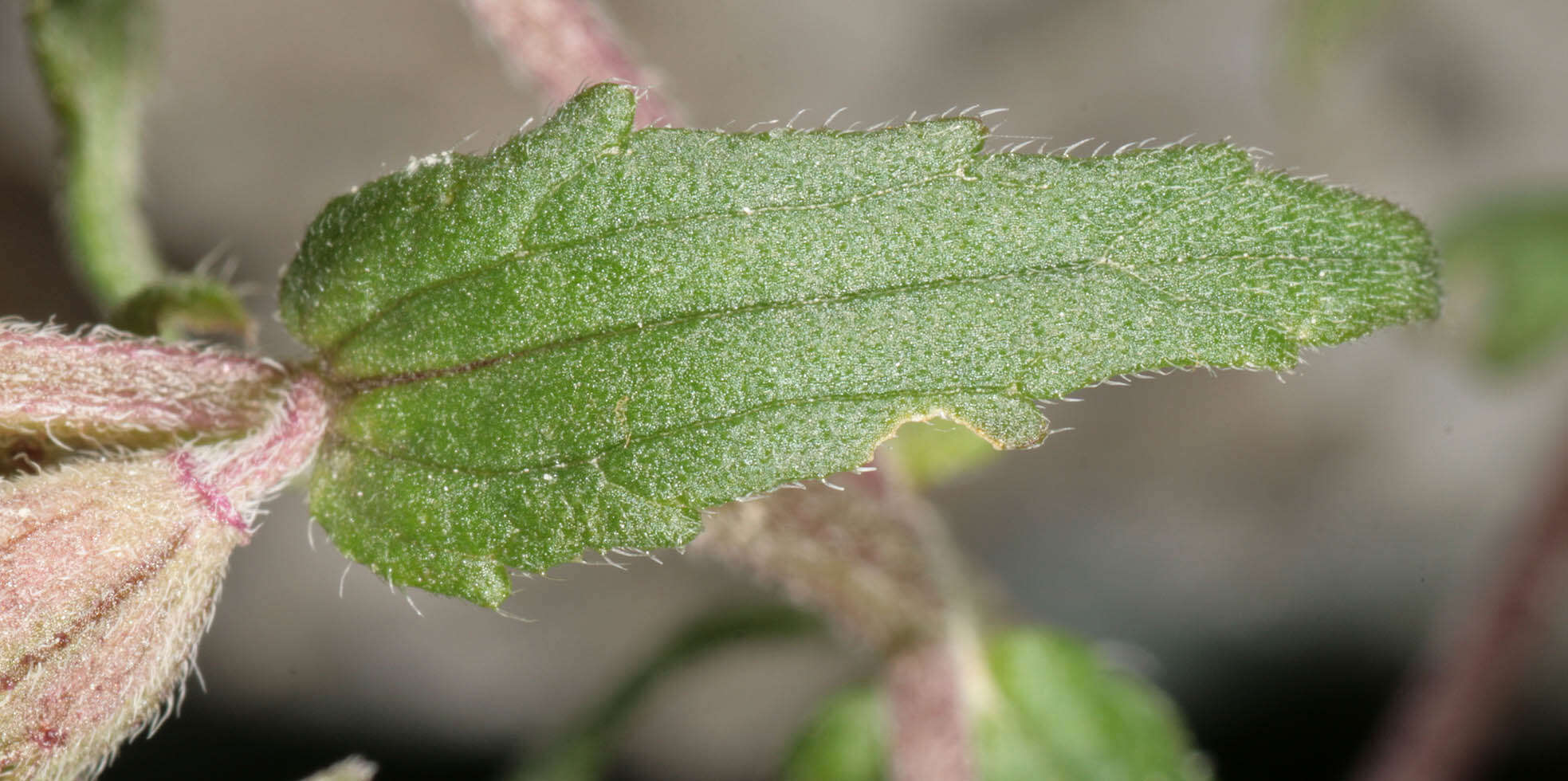 Image of red bartsia