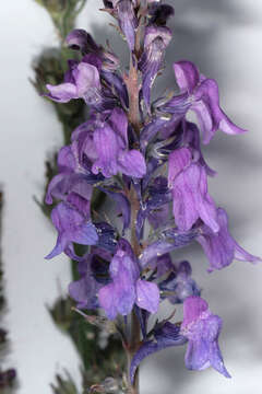 Image of Purple Toadflax