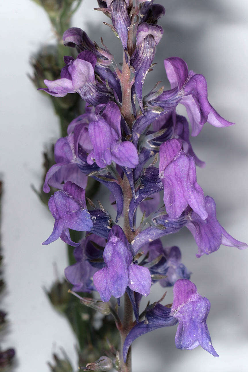 Plancia ëd Linaria purpurea (L.) Mill.