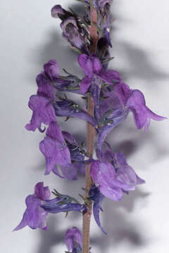 Image of Purple Toadflax