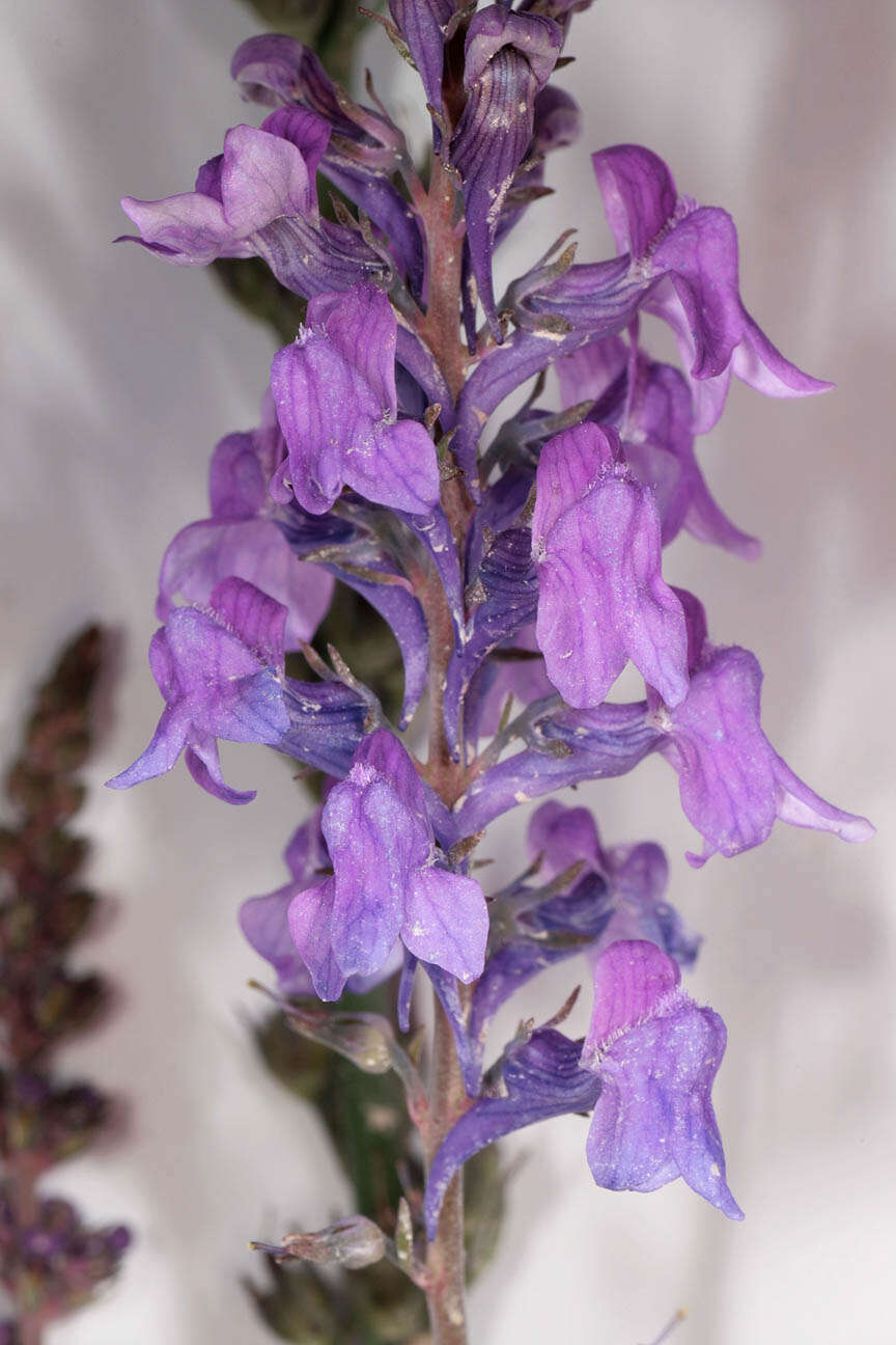 Plancia ëd Linaria purpurea (L.) Mill.