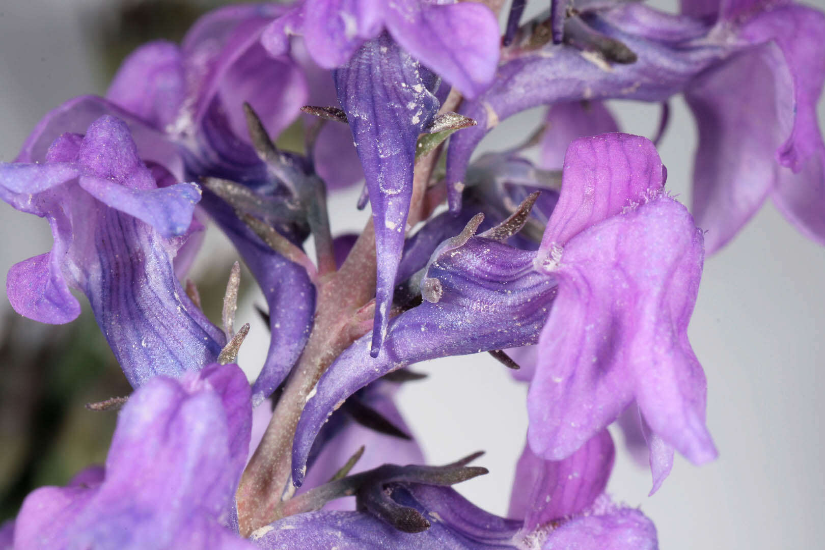 Plancia ëd Linaria purpurea (L.) Mill.