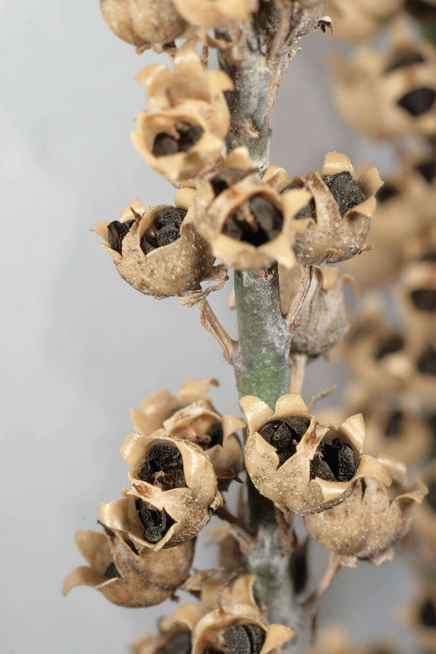 Plancia ëd Linaria purpurea (L.) Mill.