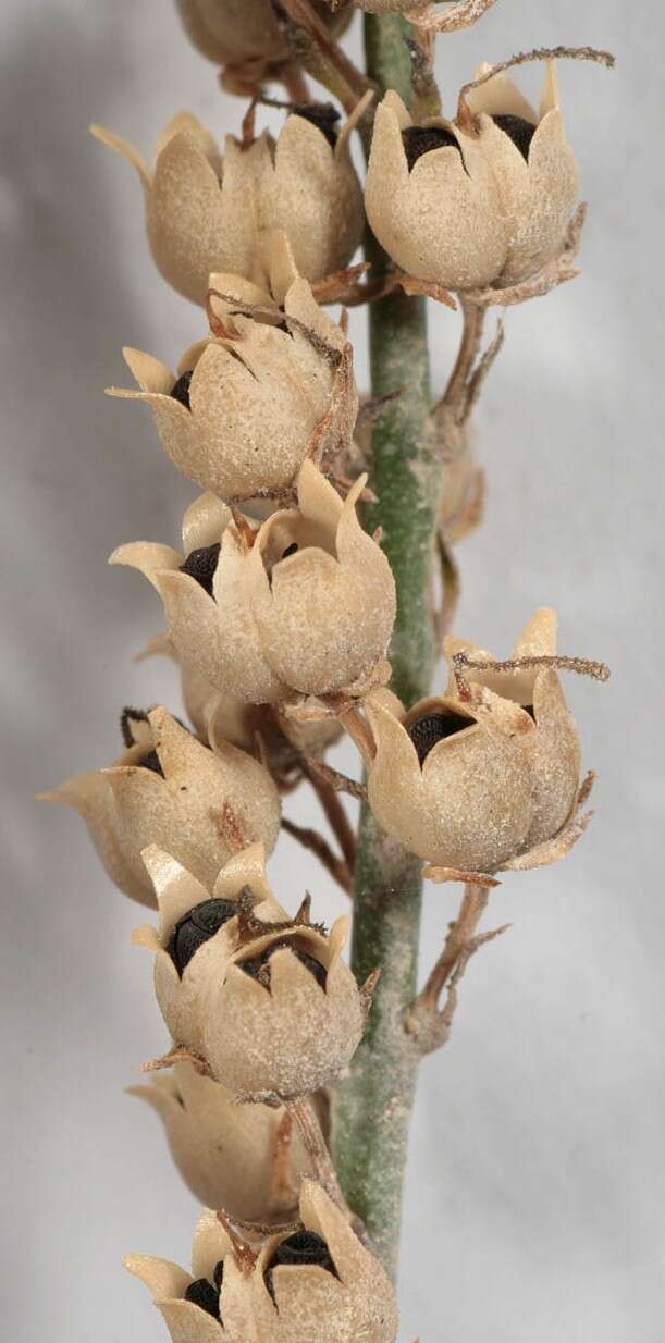 Plancia ëd Linaria purpurea (L.) Mill.