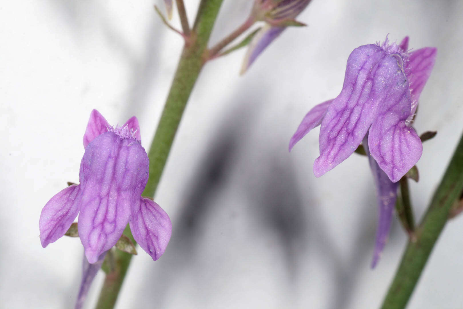 Plancia ëd Linaria purpurea (L.) Mill.