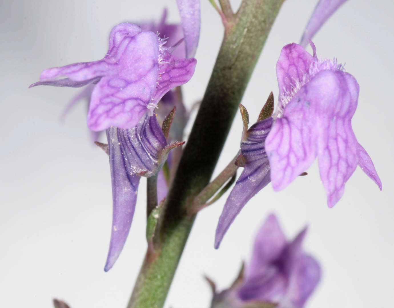 Plancia ëd Linaria purpurea (L.) Mill.