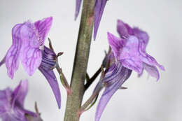 Plancia ëd Linaria purpurea (L.) Mill.