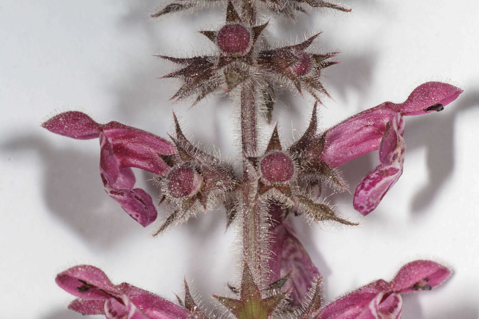 Image of hedge nettle