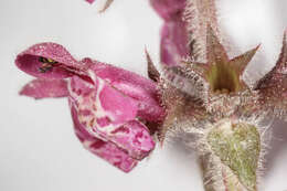 Image of hedge nettle