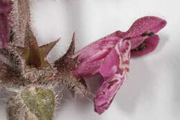 Image of hedge nettle