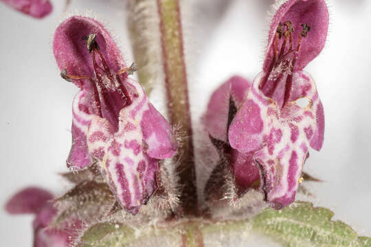 Слика од Stachys sylvatica L.