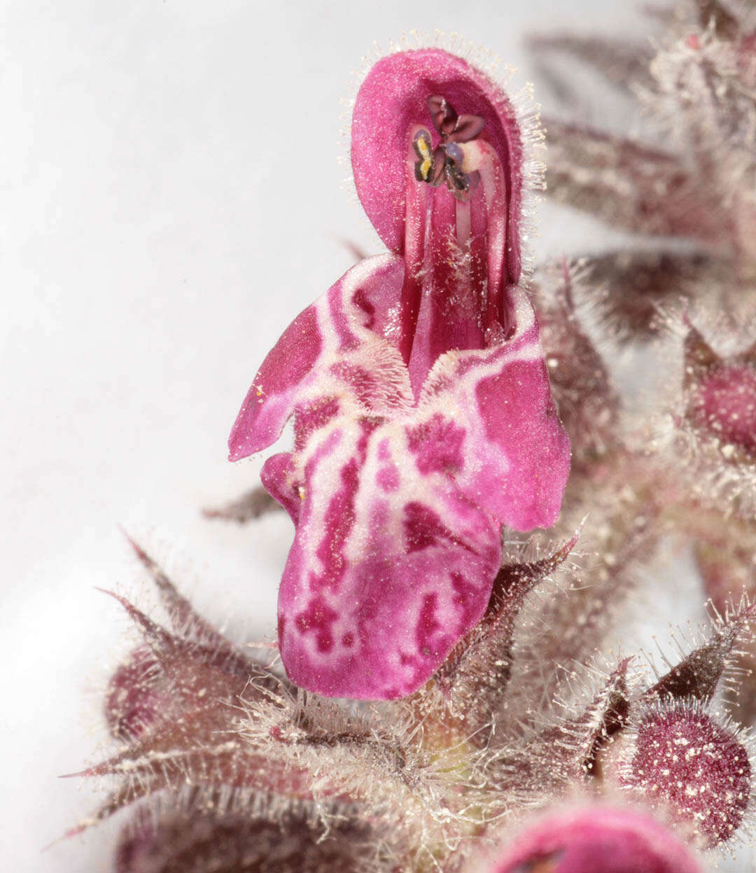 Image of hedge nettle