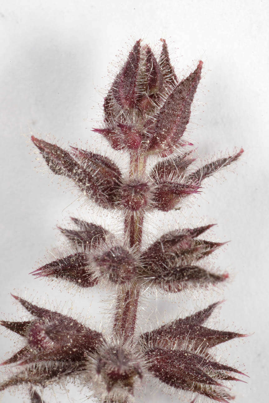 Image of hedge nettle