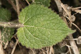 Image of hedge nettle