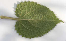 Image of hedge nettle