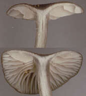 Image of Entoloma huijsmanii Noordel. 1984