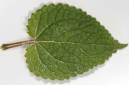 Image of hedge nettle