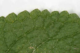 Image of hedge nettle