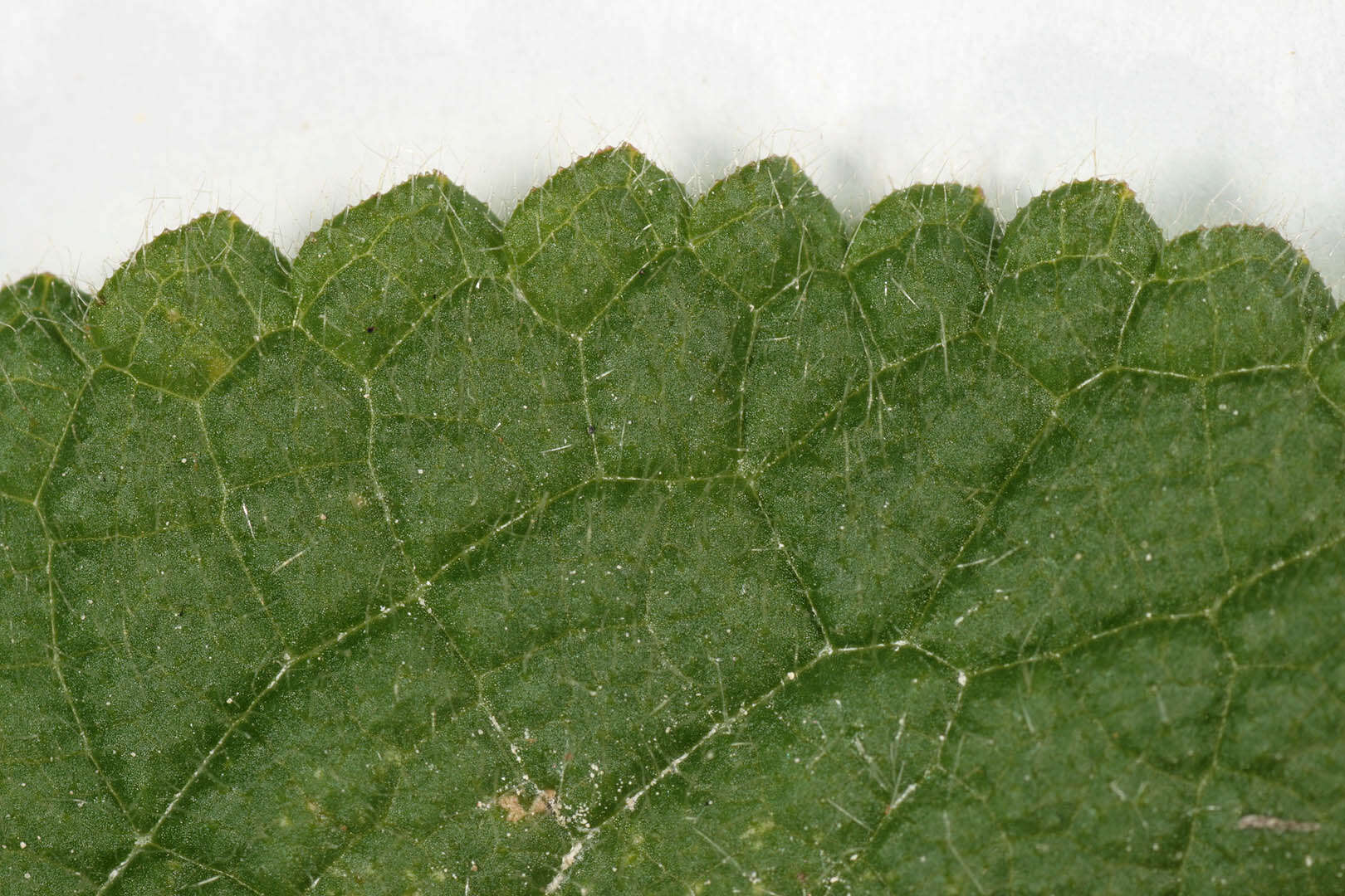 Image of hedge nettle