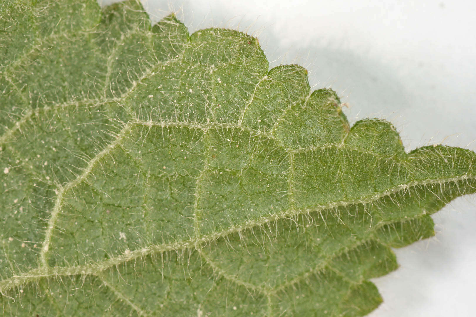 Image of hedge nettle