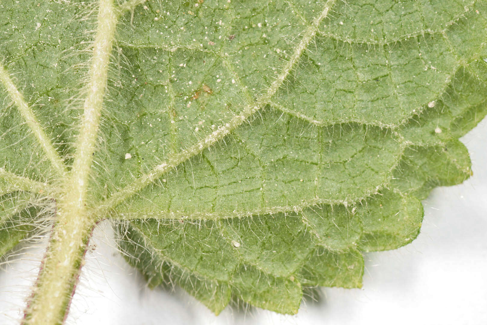 Image of hedge nettle