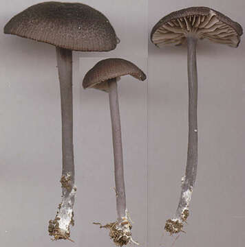 Image of Entoloma chalybeum (Pers.) Noordel. 1982