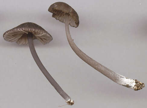 Image of Entoloma chalybeum (Pers.) Noordel. 1982