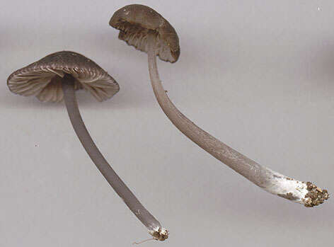 Image of Entoloma chalybeum (Pers.) Noordel. 1982